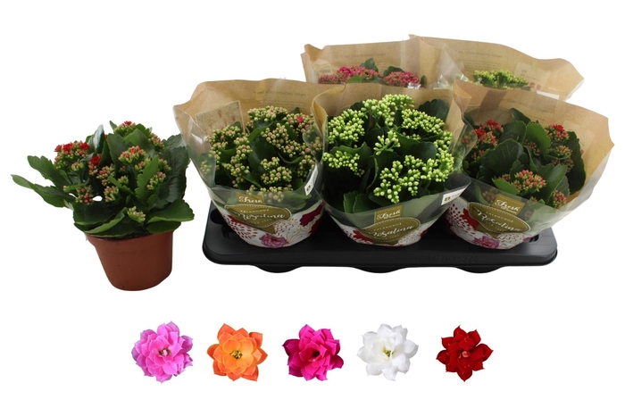 <h4>KAL GE RO GEM 5 KL</h4>