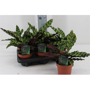 Calathea Lancifolia P12
