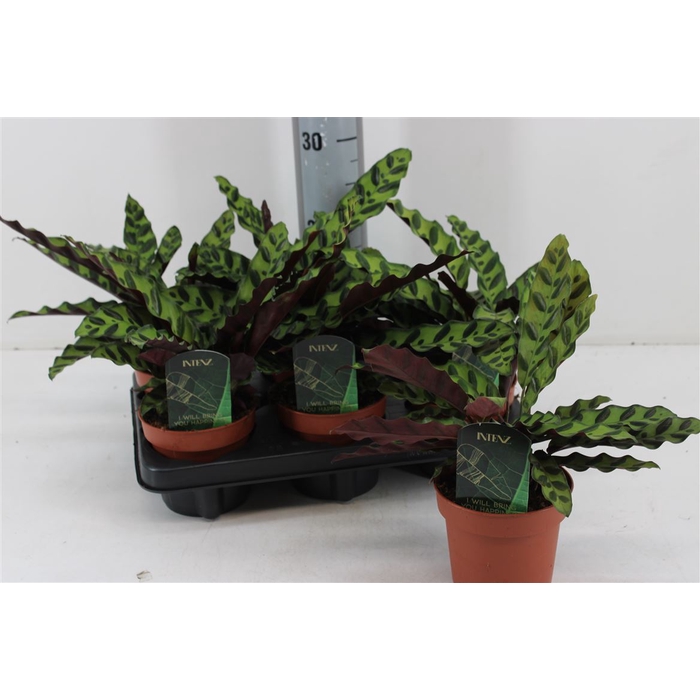 <h4>Calathea Lancifolia P12</h4>
