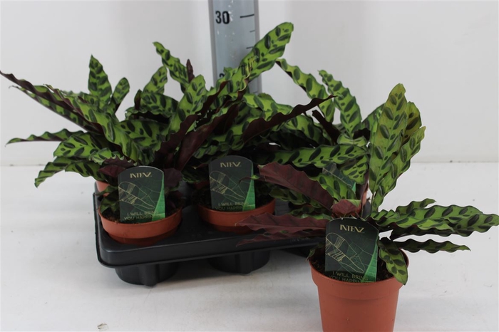 Calathea Lancifolia P12