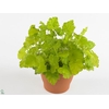 Heuchera Alabama Sunrise