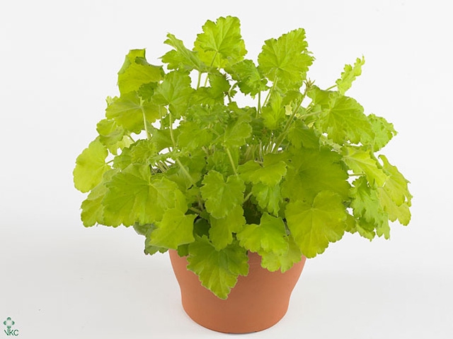 Heuchera Alabama Sunrise