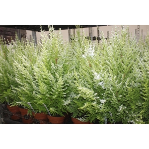 TUIA HOLANDESA COLOURS NEVE COM GLITTER DECORADO P14