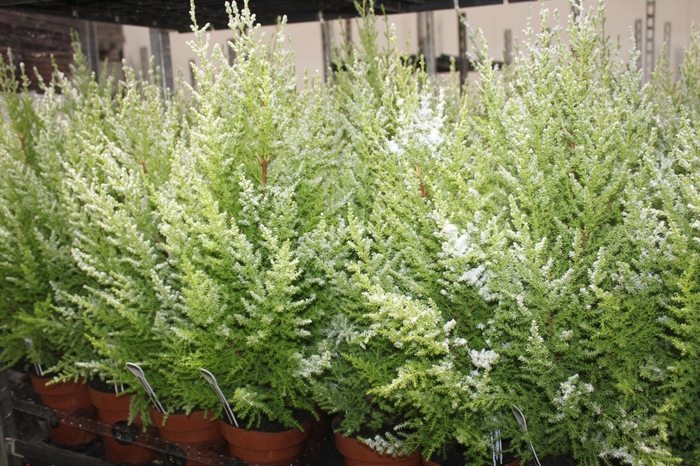 <h4>TUIA HOLANDESA COLOURS NEVE COM GLITTER DECORADO P14</h4>