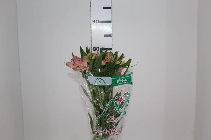 <h4>ALSTROEMERIA DUBAI 080 CM</h4>