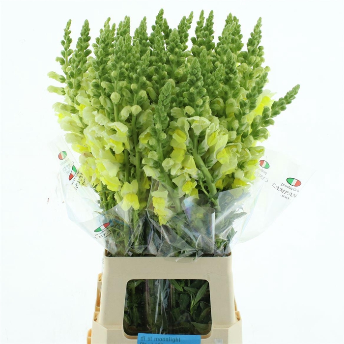 <h4>Antir Op Yellow</h4>