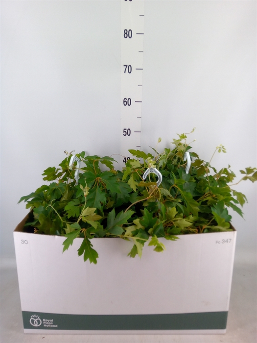 <h4>Cissus rhombifolia 'Ellen Danica'</h4>