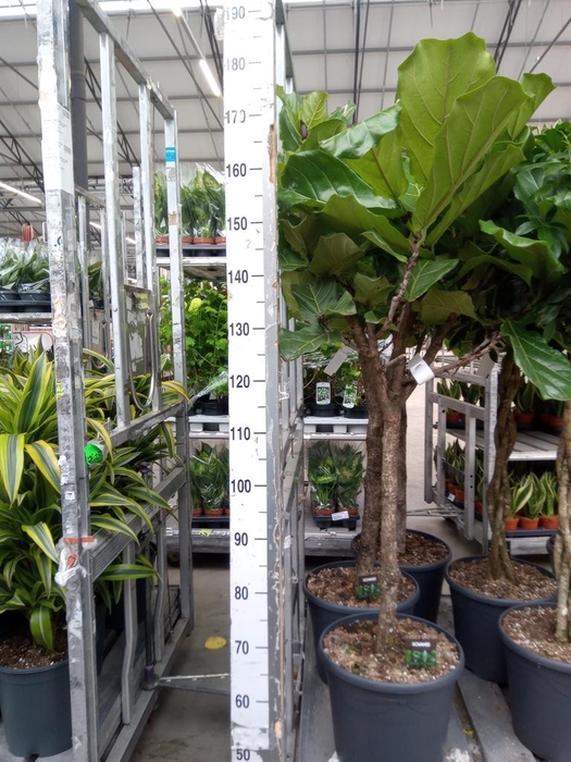 <h4>Ficus lyrata</h4>