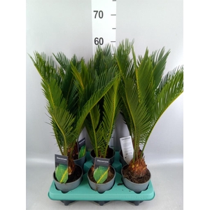 Cycas revoluta