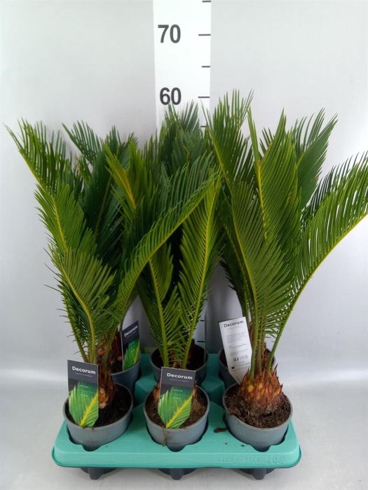 <h4>Cycas revoluta</h4>