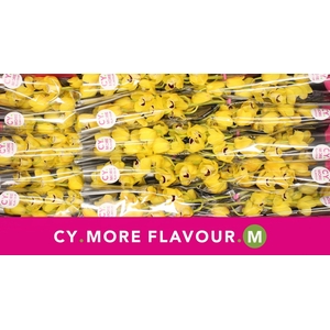 Mini cymbidium 'Golden Boy' 50 cm