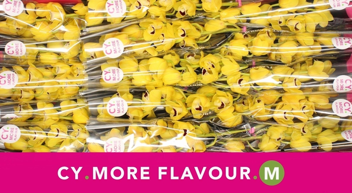 <h4>Mini cymbidium 'Golden Boy' 50 cm</h4>