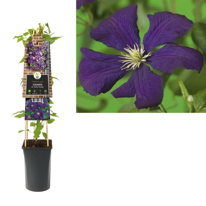 <h4>Clematis vit. 'Etoile Violette' +3.0 label</h4>