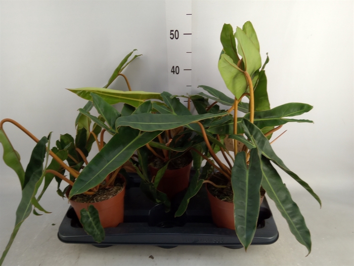 <h4>Philodendron   ...</h4>