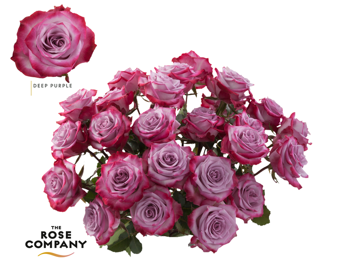 <h4>Rosa Ec Deep Purple</h4>