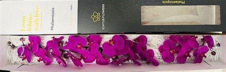 <h4>Phal An Chiangmai</h4>