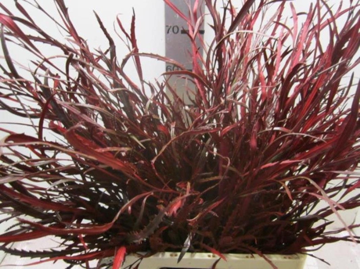 <h4>Grevillea Bordeaux</h4>