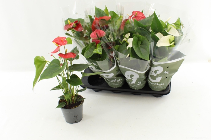 <h4>ANTHU AN GEM 4 KL</h4>