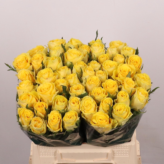 <h4>R GR GOOD TIMES</h4>