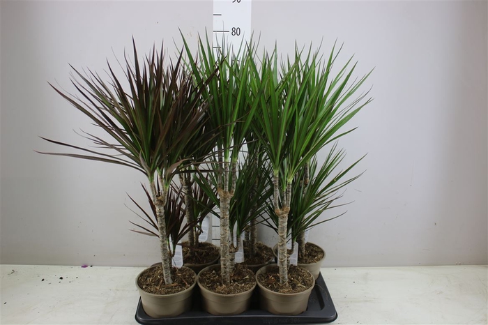 <h4>Dracaena Gemengd 30-10</h4>