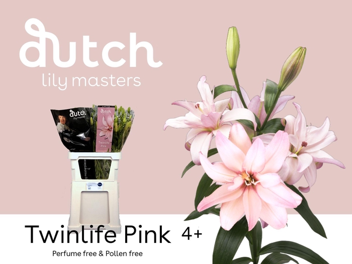 <h4>LI LA TWINLIFE PINK 4+</h4>