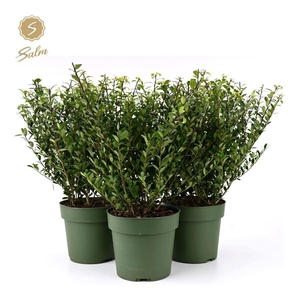 Ilex crenata 'Jenny'® P17