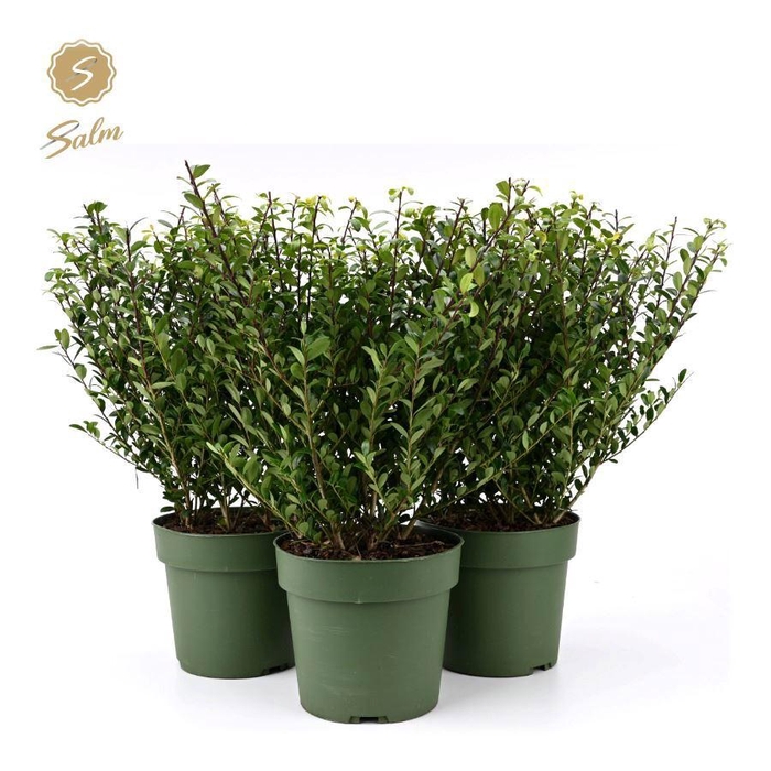 <h4>Ilex crenata 'Jenny'® P17</h4>