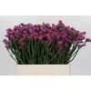 Limonium sinuatum Rosa Sun Birds