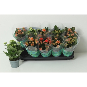 KAL GE PERF GEM 4 KL