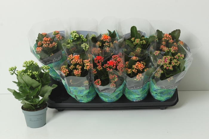 <h4>KAL GE PERF GEM 4 KL</h4>