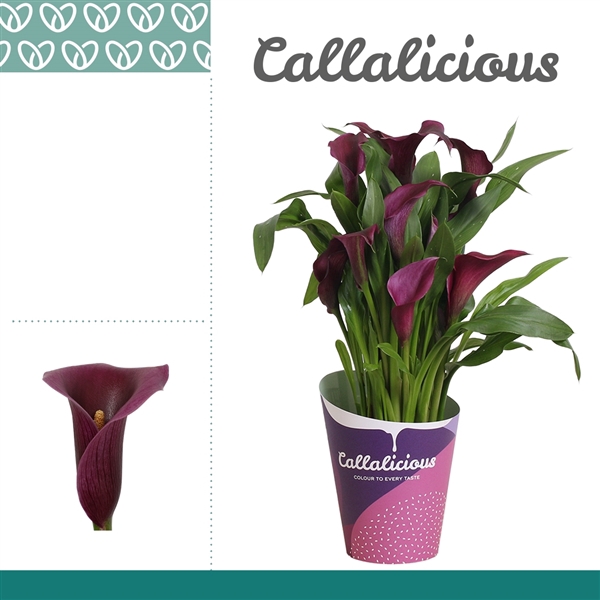 <h4>Zantedeschia Paars in Potcover ton-sur-ton</h4>