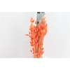 Dried Lagurus Bleached Oranje Bs