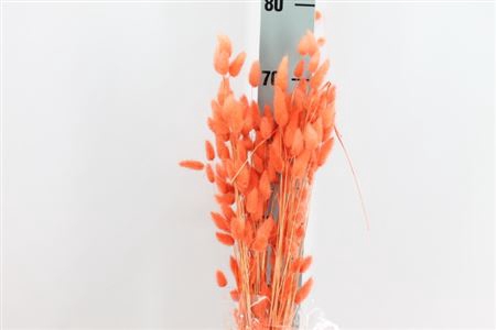 <h4>Dried Lagurus Bleached Oranje Bs</h4>