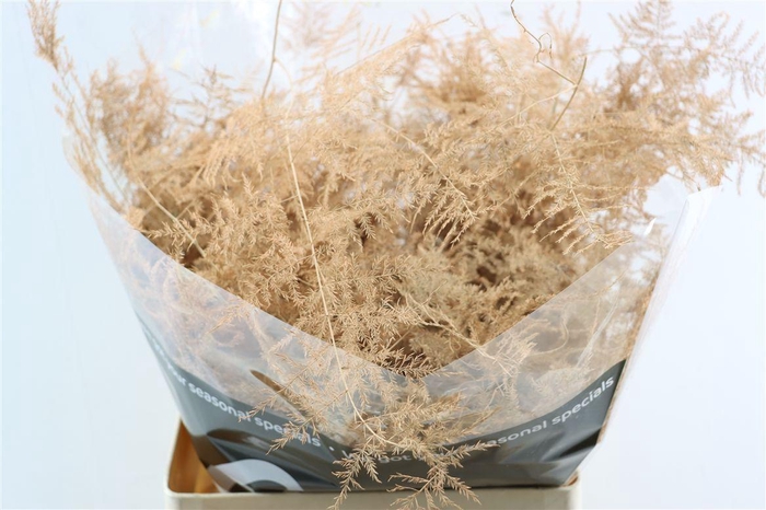 <h4>Asp Kbh Lang Zalm</h4>