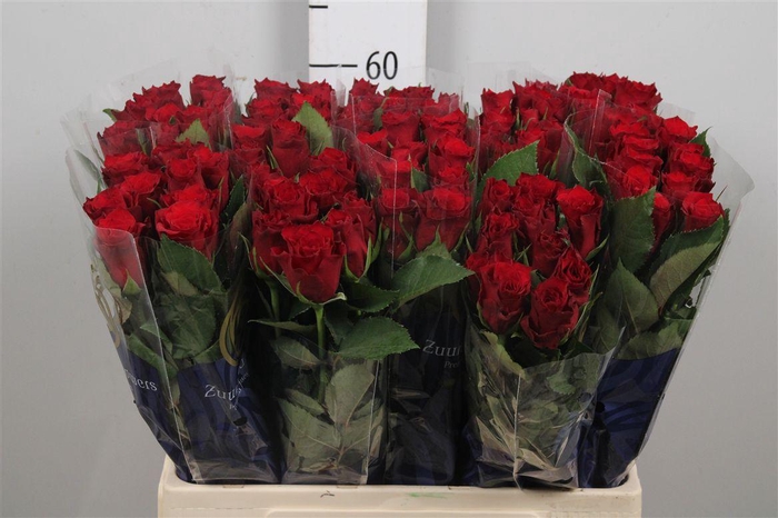 <h4>R Gr Infrared</h4>