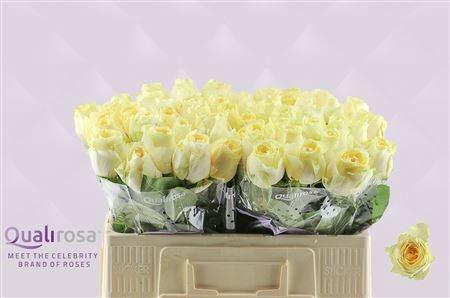 <h4>R GR BUTTERCUP</h4>