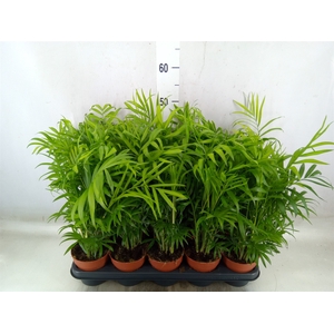 Chamaedorea elegans