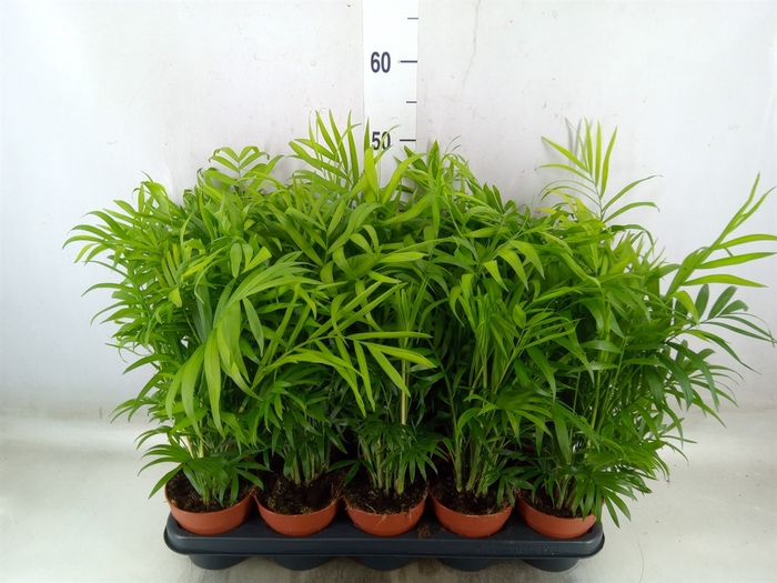 <h4>Chamaedorea elegans</h4>