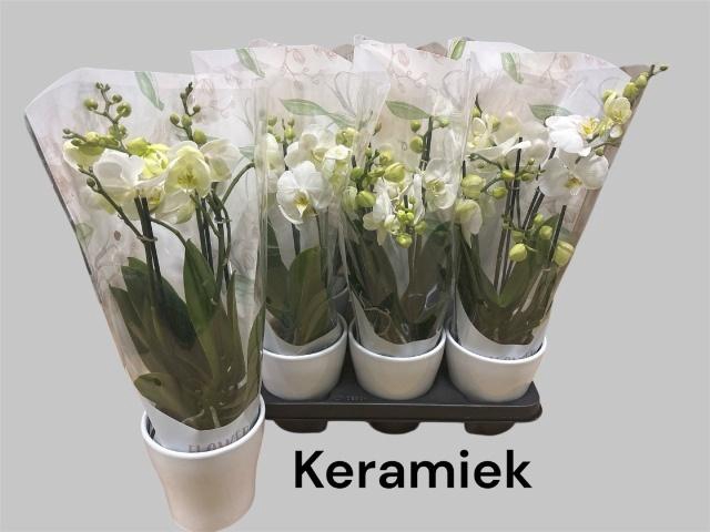 <h4>ARR PHALA MT 14+</h4>