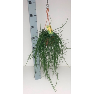 Rhipsalis floccosa