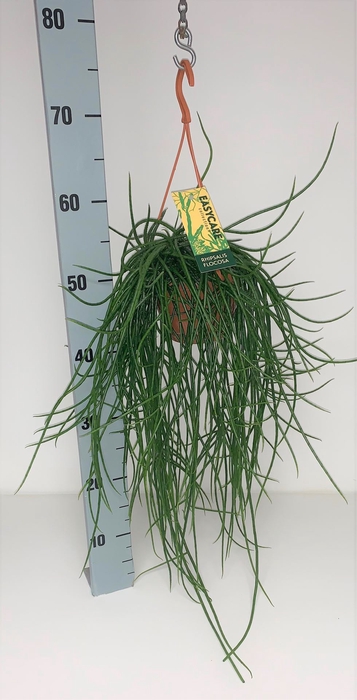 Rhipsalis floccosa