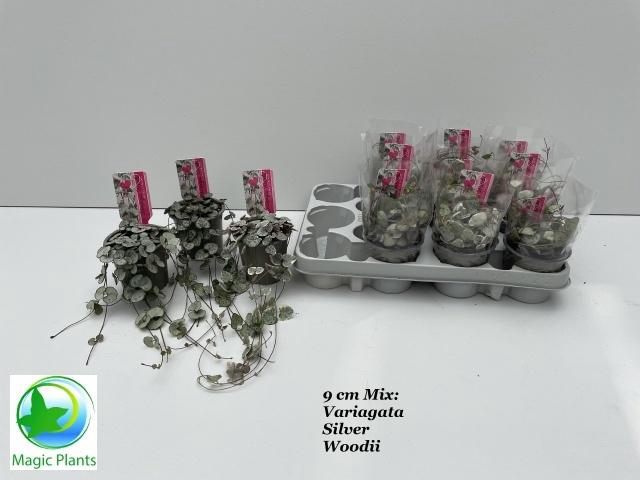 CEROP WO VARIEGATA