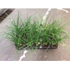 Beaucarnea vertakt op nummer 10
