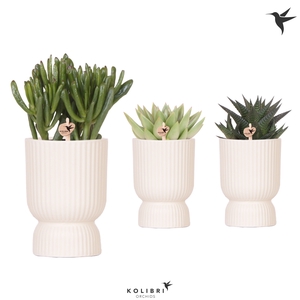 Succ Gemengd Keramiek Diabolo Travertine