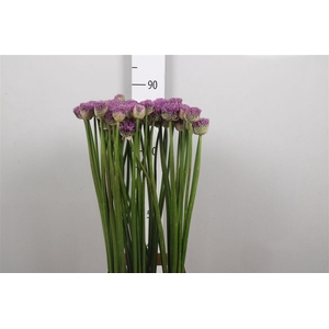 Allium Gladiator