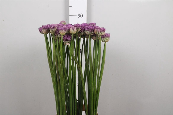 <h4>Allium Gladiator</h4>