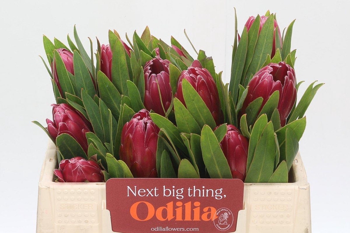 <h4>Protea Brenda</h4>