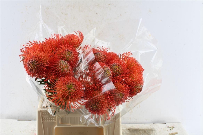 <h4>Leuco Co Succession</h4>