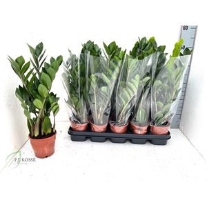 ZAMIO ZAMIIFOLIA