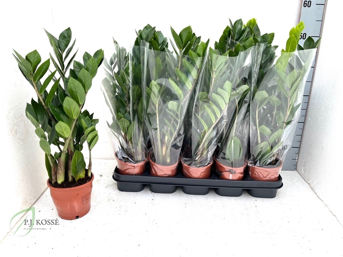 <h4>ZAMIO ZAMIIFOLIA</h4>